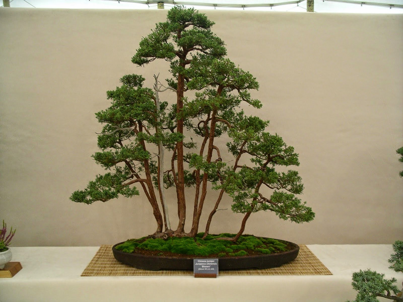 NORDIC NEBARI by Kenneth Olsen: RAFT STYLE BONSAI IN THE MAKING