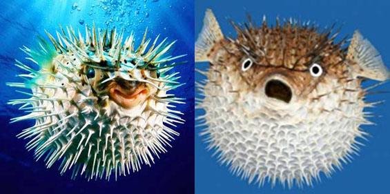 Gambar Mewarnai Ikan Buntal Untuk Anak-Anak - Contoh Anak PAUD