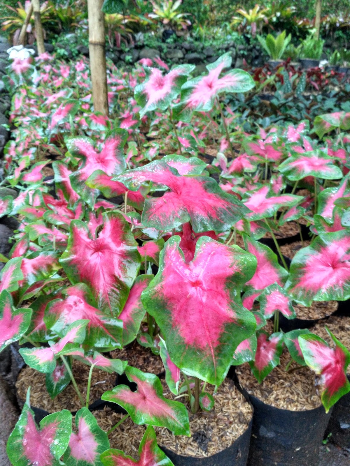 Jual Keladi Tisutoko Tanaman Hias Houseplants Shop Toko Tanaman Hias House Plants Shop