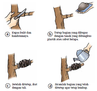 Cara Mudah Mencangkok Tanaman Apa Saja - Urban Hidroponik