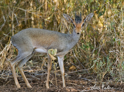 Dikdik de Guenther (Madoqua guentheri)