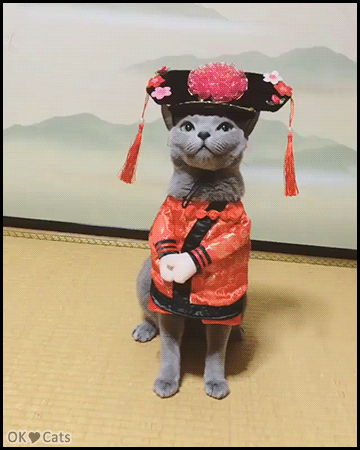Funny Cat GIF • Elegant Russian blue cat wearing an amazing Chinese Princess costume