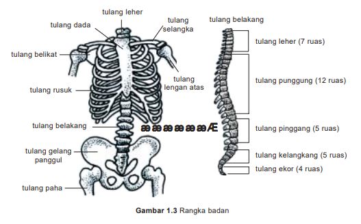 Mengenal Struktur Kerangka Manusia
