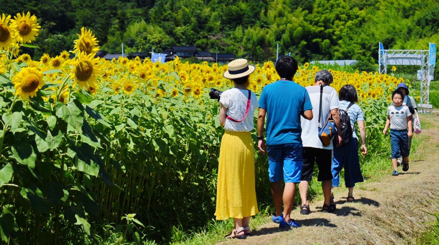 Ja佐渡フォトギャラリー 沢根ひまわり迷路