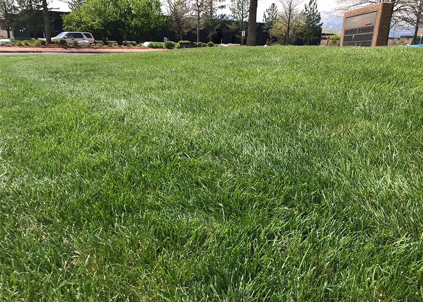 Tall Fescue vs Kentucky Bluegrass Best Manual Lawn Aerator