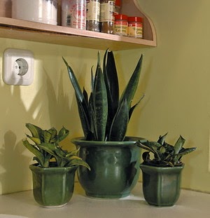 Inilah Pentingnya Memberikan Tanaman Hias di Dapur - Ragam Tanaman