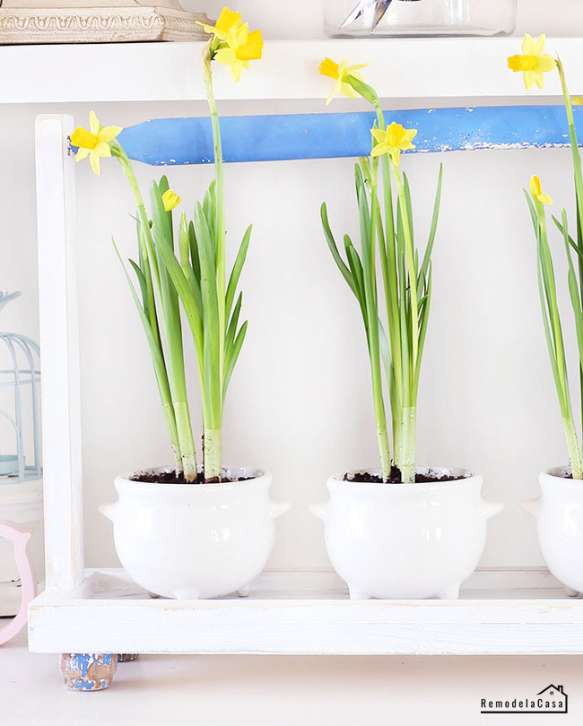 rustic tray holding daffodils planted in three legged soup bowls 