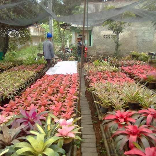 Supplier Tanaman Hias Harga Tanaman Hias Garden Style Garden Style Jasa Taman