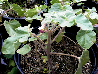 Proboscidea sabulosa The blooming plant