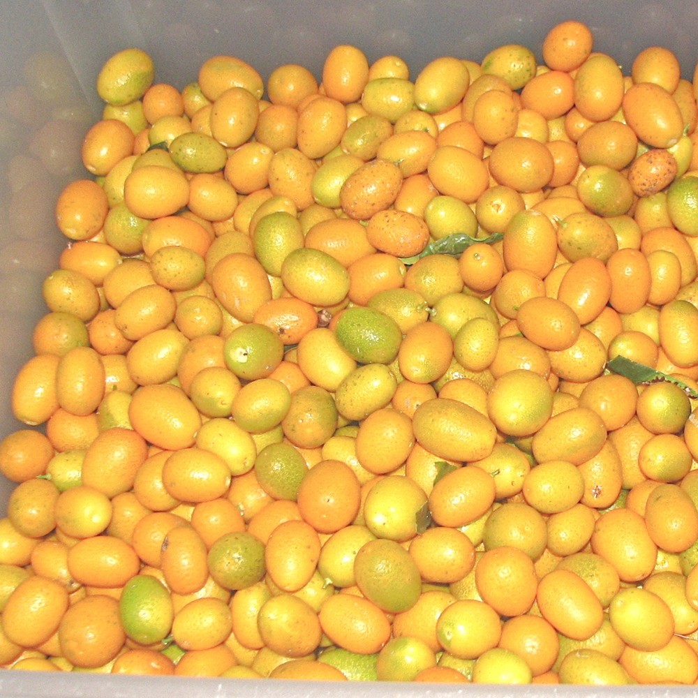 FOOD PRESERVING KUMQUAT SLICES (IN SYRUP)