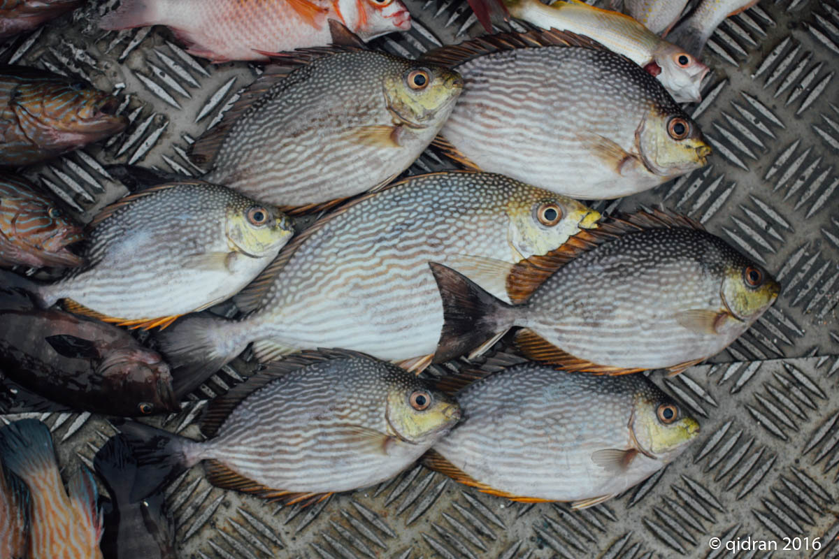 qidr.an ©: Pulau Kendi fishing trip