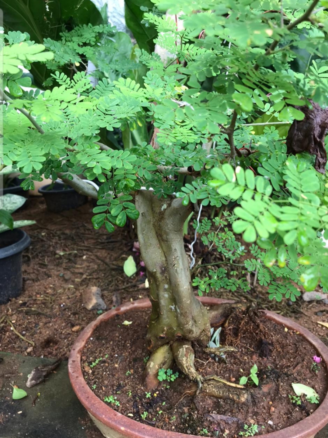 Bodhi Bonsai, Chennai, India