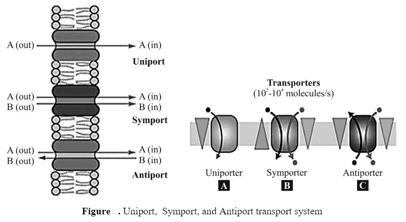 Bacterial Cell Transport