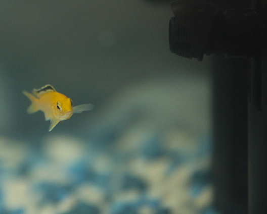 My Fish Tank Story My Fish Tank Story