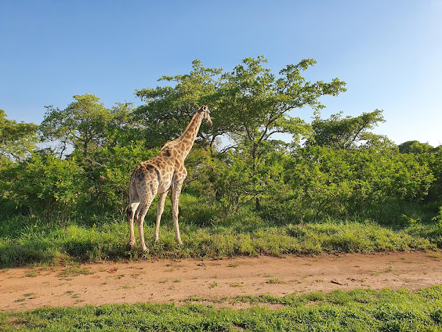 Blog Apaixonados por Viagens - Safári - África do Sul - Kruger Park