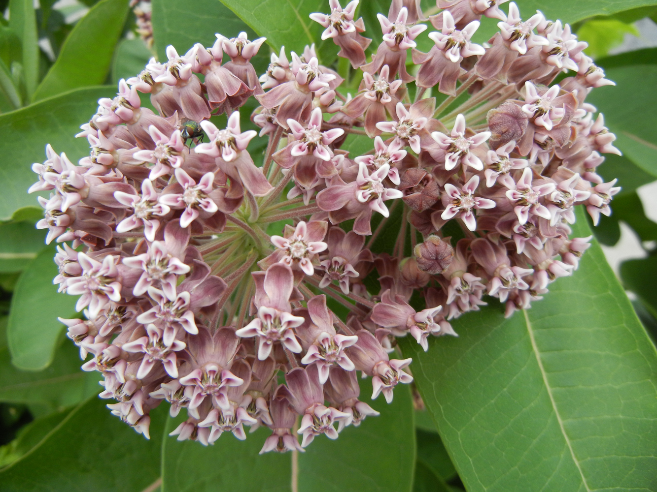 How Does Milkweed Propagate