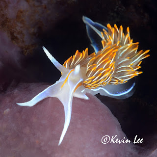 A translucent white and orange sea slug with tentacles extended crawls towards the camera across a pink and black background.