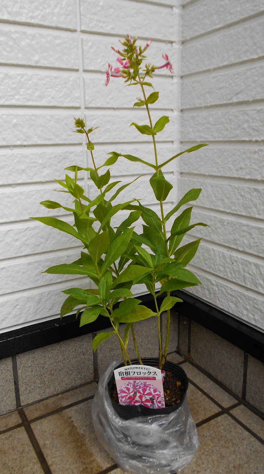 四季成り果樹園芸 フロックス ペパーミントツイスト Phlox Paniculata Peppermint Twist