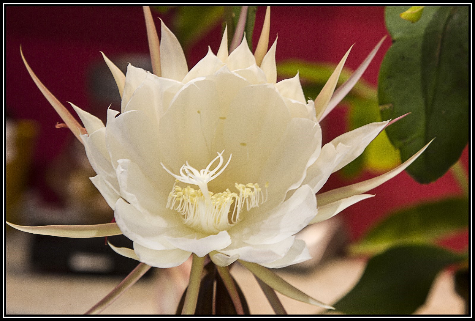 Belle De Nuit Fleur Blanche pourquelquespixels.blogspot.com