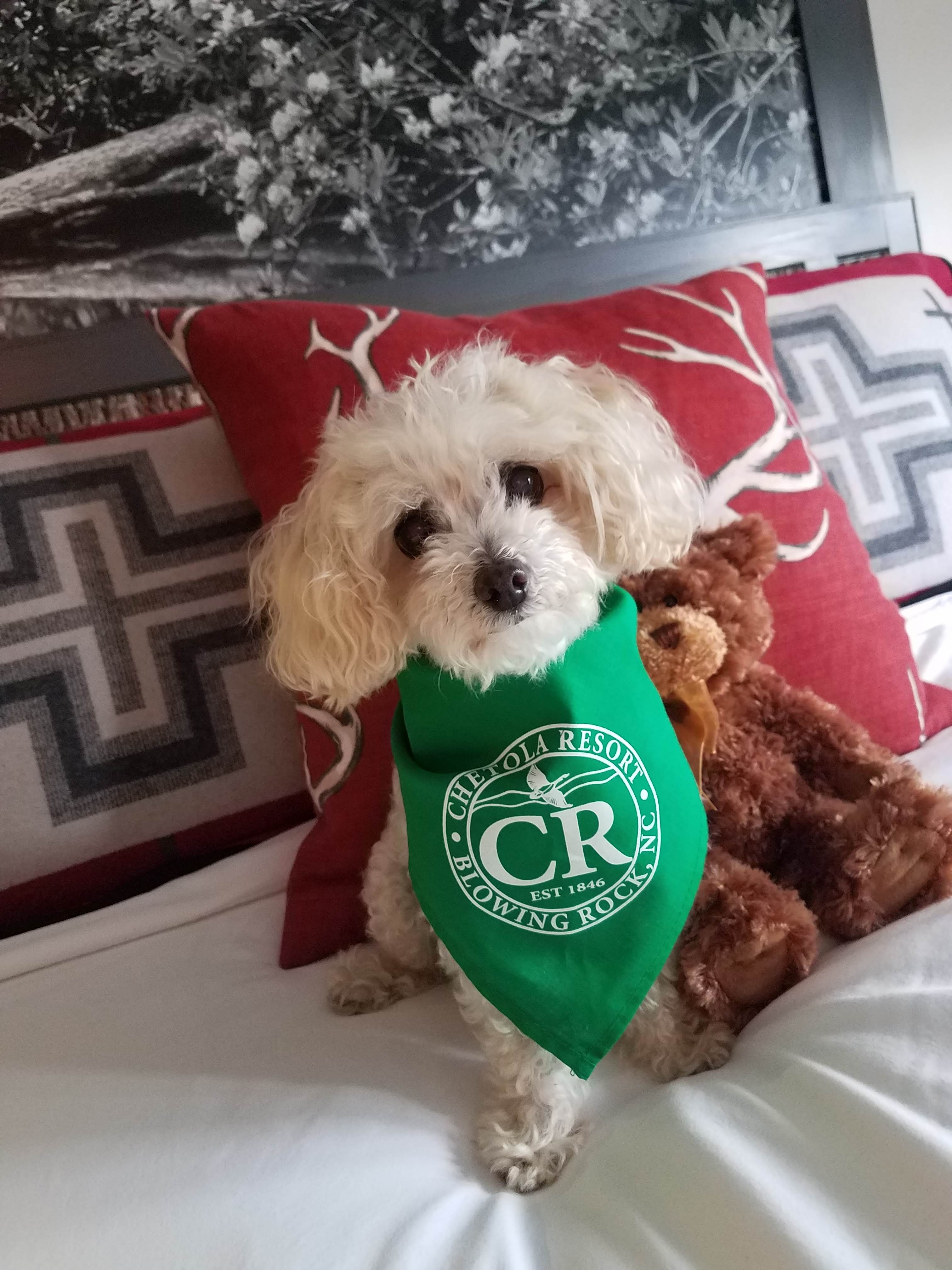 The Chetola Resort in the Blue Ridge Mountains is worth a Visit in NC