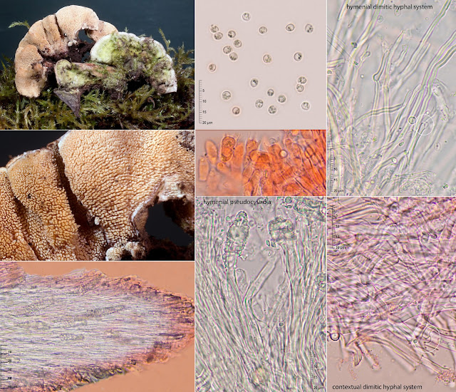 Steccherinum bourdotii