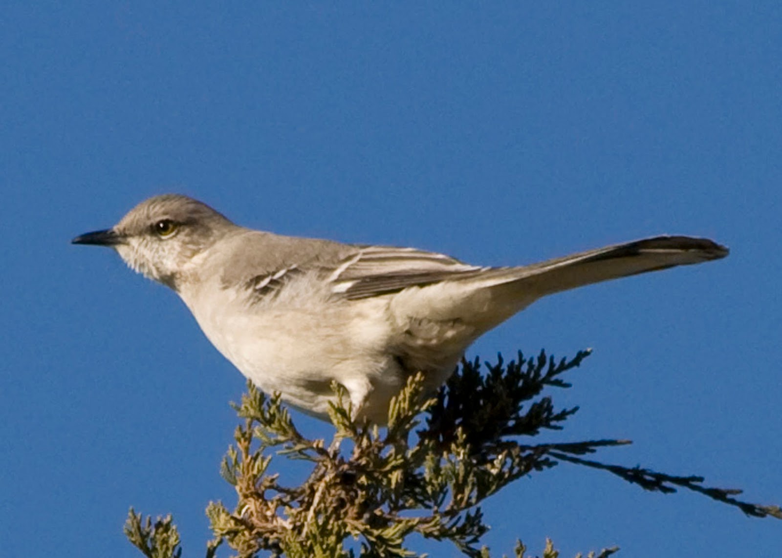 Friends of Hagerman National Wildlife Refuge Listen to the Mockingbird