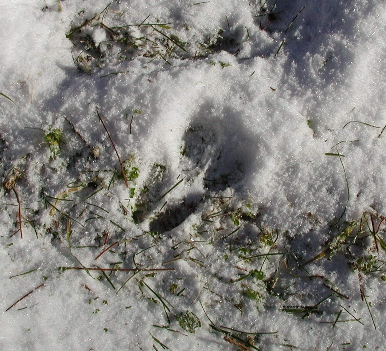 fern-glen-inn-seasons-and-reasons-deer-tracks