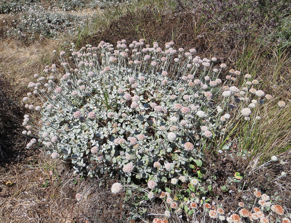 California's Beautiful Beneficial Bountiful Buckwheats Beat the Heat