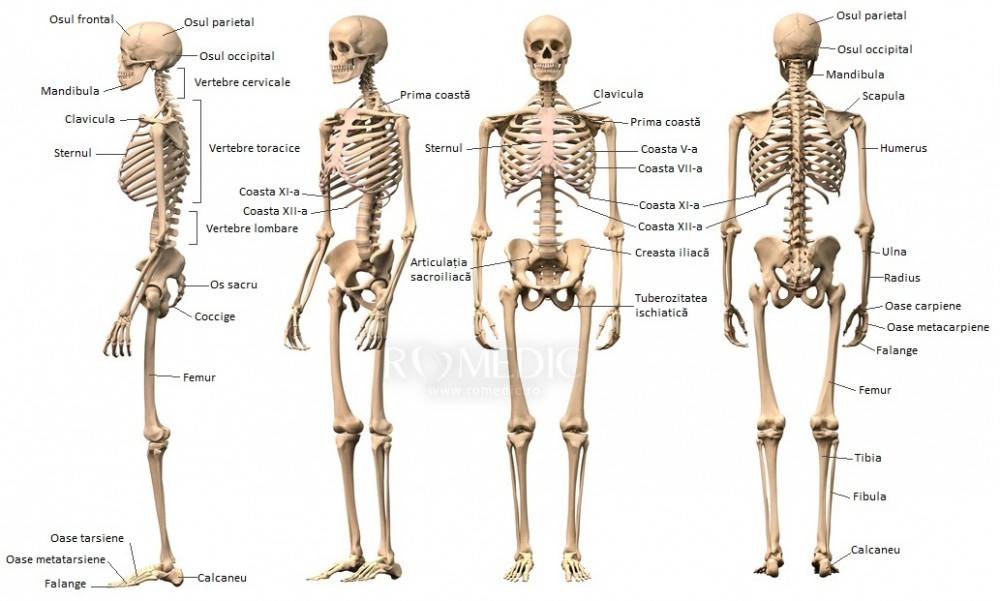 scheletul
