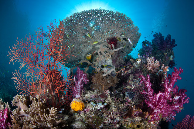 The world's underwater paradise is Raja Ampat