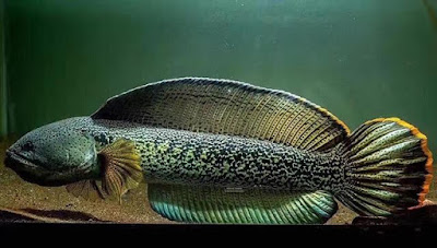 37 Jenis Ikan Gabus Hias atau Channa Lengkap Beserta ...