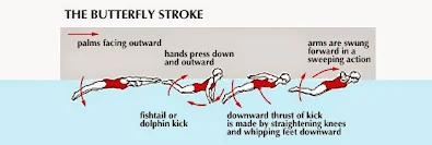 the butterfly stroke