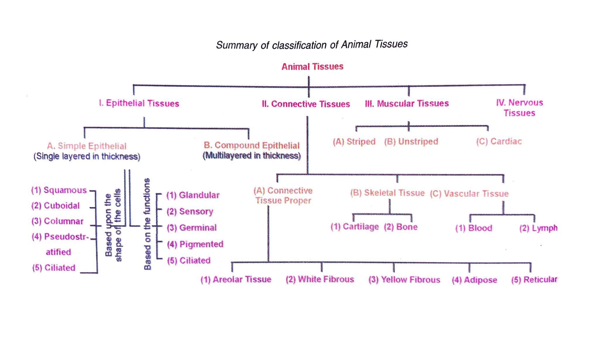 Types of Animal Tissues - Their Structure & Functions - ArticlesBazar