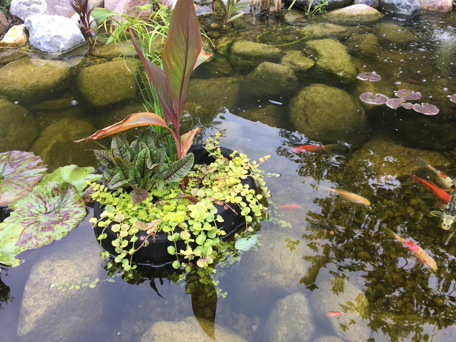 How to Plant Marginal Plants