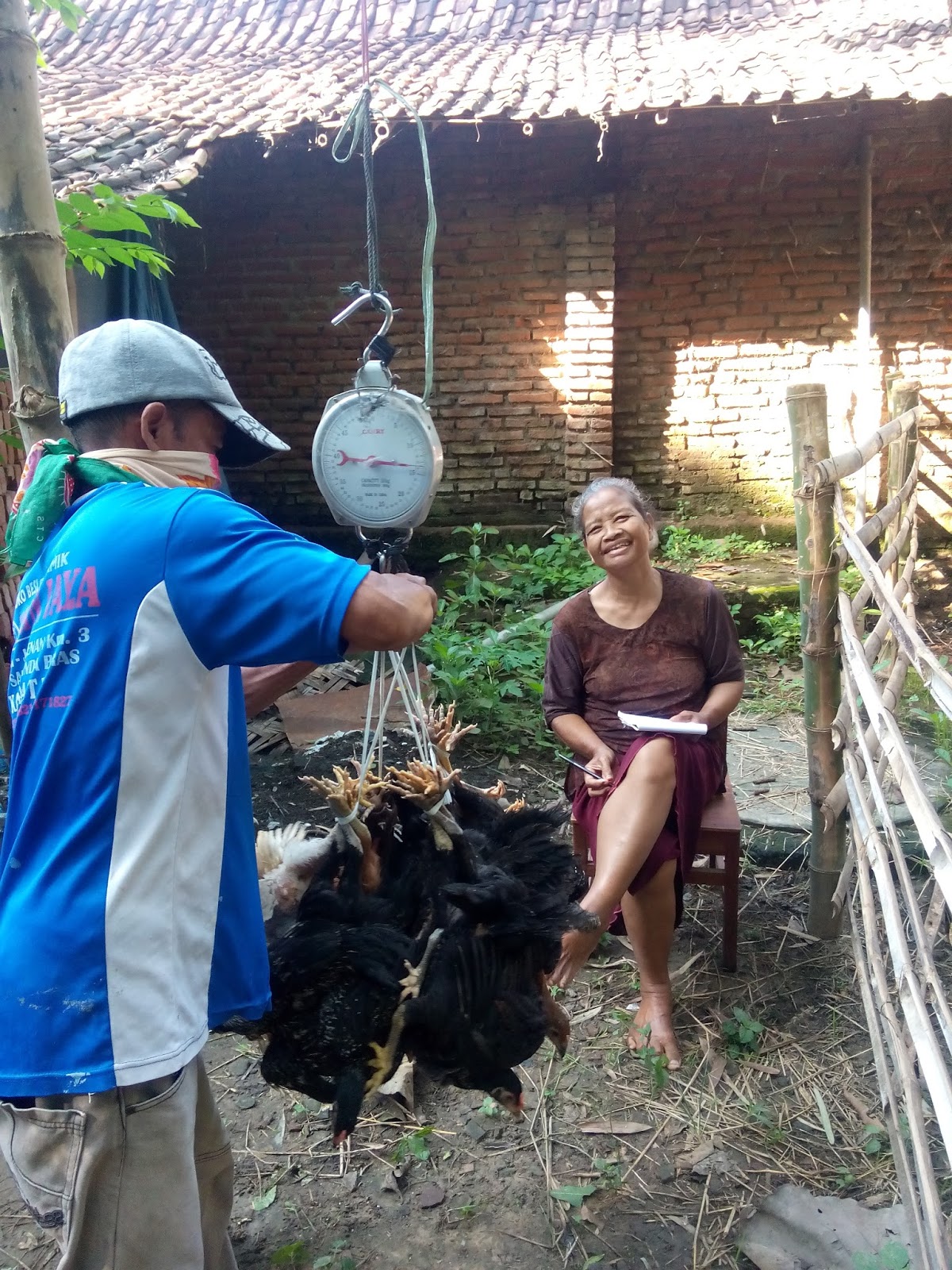 Ayam kampung super pati : Kemitraan mandiri prima joper farm