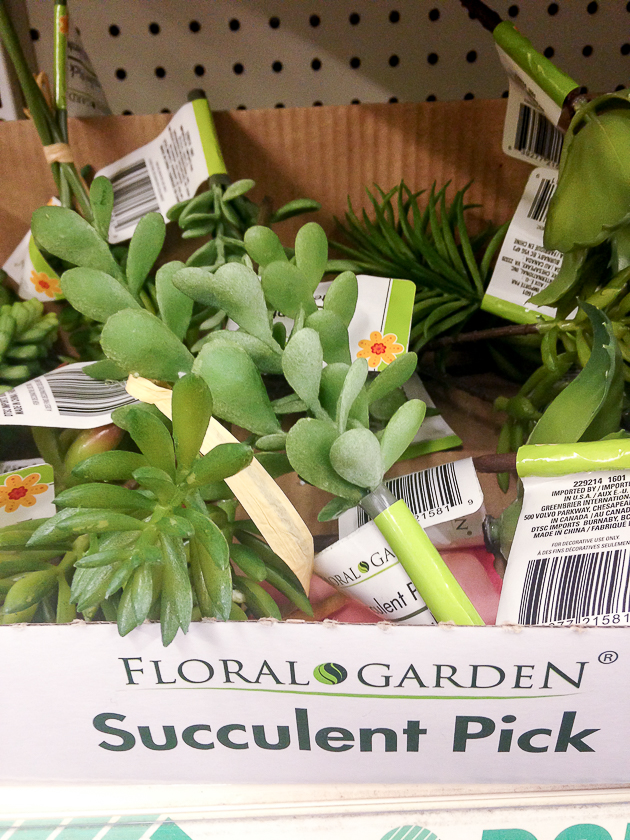 Quick and Affordable Dollar Tree Succulent Pots Little House of Four