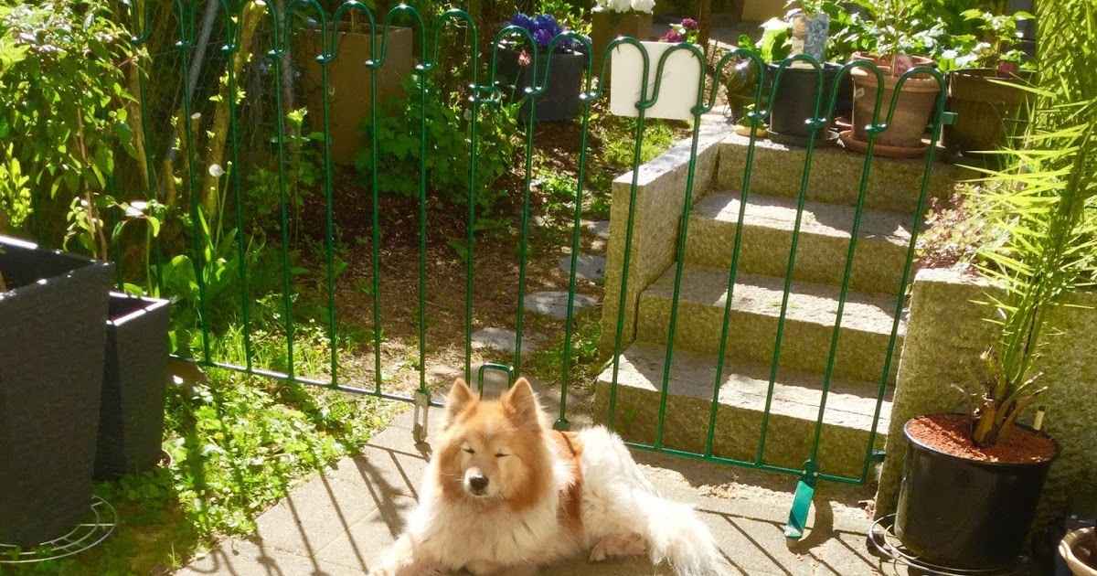 Teich und Steckzäune von www.melabel.be Auslauf für die Hunde mit