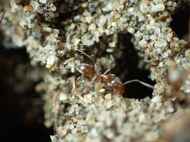 Linepithema humilis Linepithema humilis