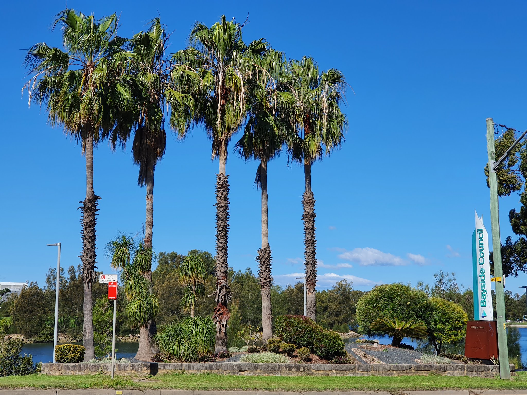 Sydney City and Suburbs Wolli Creek, palm trees