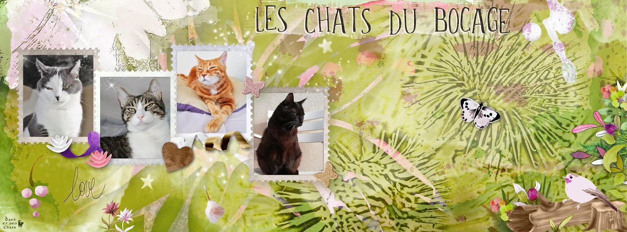 Les Chats du Bocage