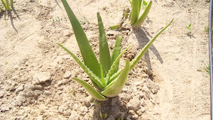 CULTIVATION OF ORGANIC ALOEVERA