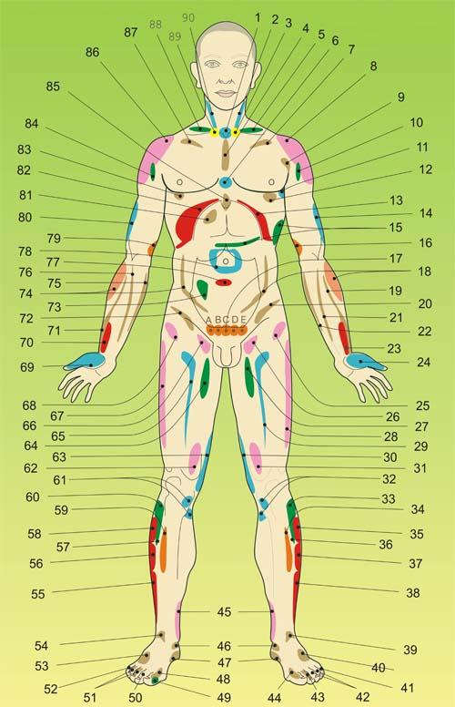 проекционные зоны внутренних органов со стороны живота-2