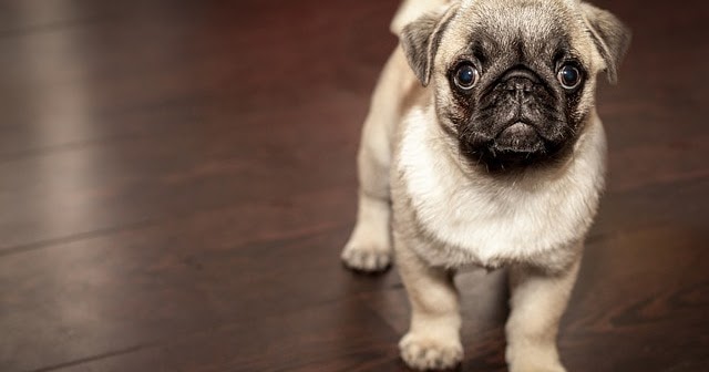 10 Arti Mimpi Bertemu Anjing secara Umum yang Harus Anda 10 Arti Mimpi Bertemu Anjing secara Umum yang Harus Anda