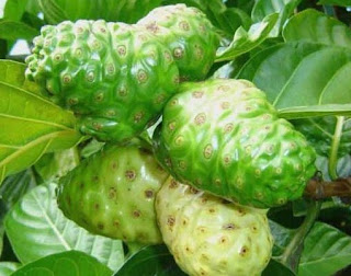 Buah Noni atau Mengkudu (Morinda Citrifolia) 