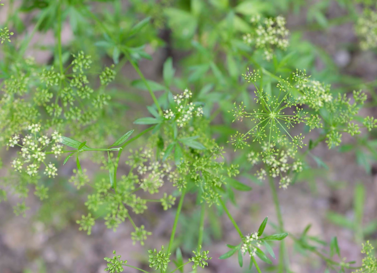 How to Harvest Parsley Picked Seed & Supply
