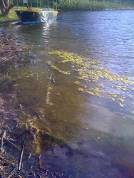 UNSIGHTLY ALGAE AND FOUL SMELLS IN THE KLEIN RIVER AT THE END OF KING STREET STANFORD