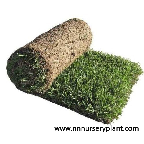 N. N. Enterprise Natural Carpet Grass