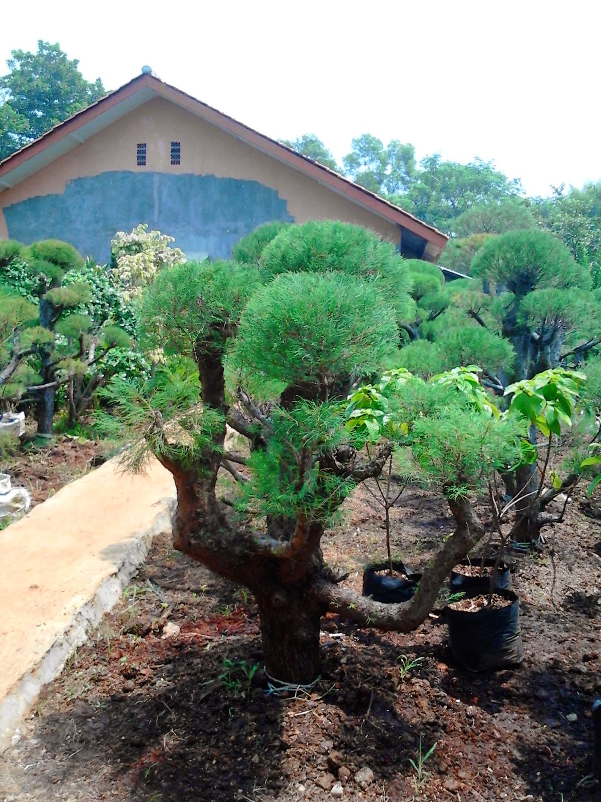 Jual bonsai cemara udang | Edelweis group