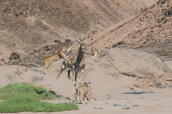 Namibia's desert lions attack a giraffe