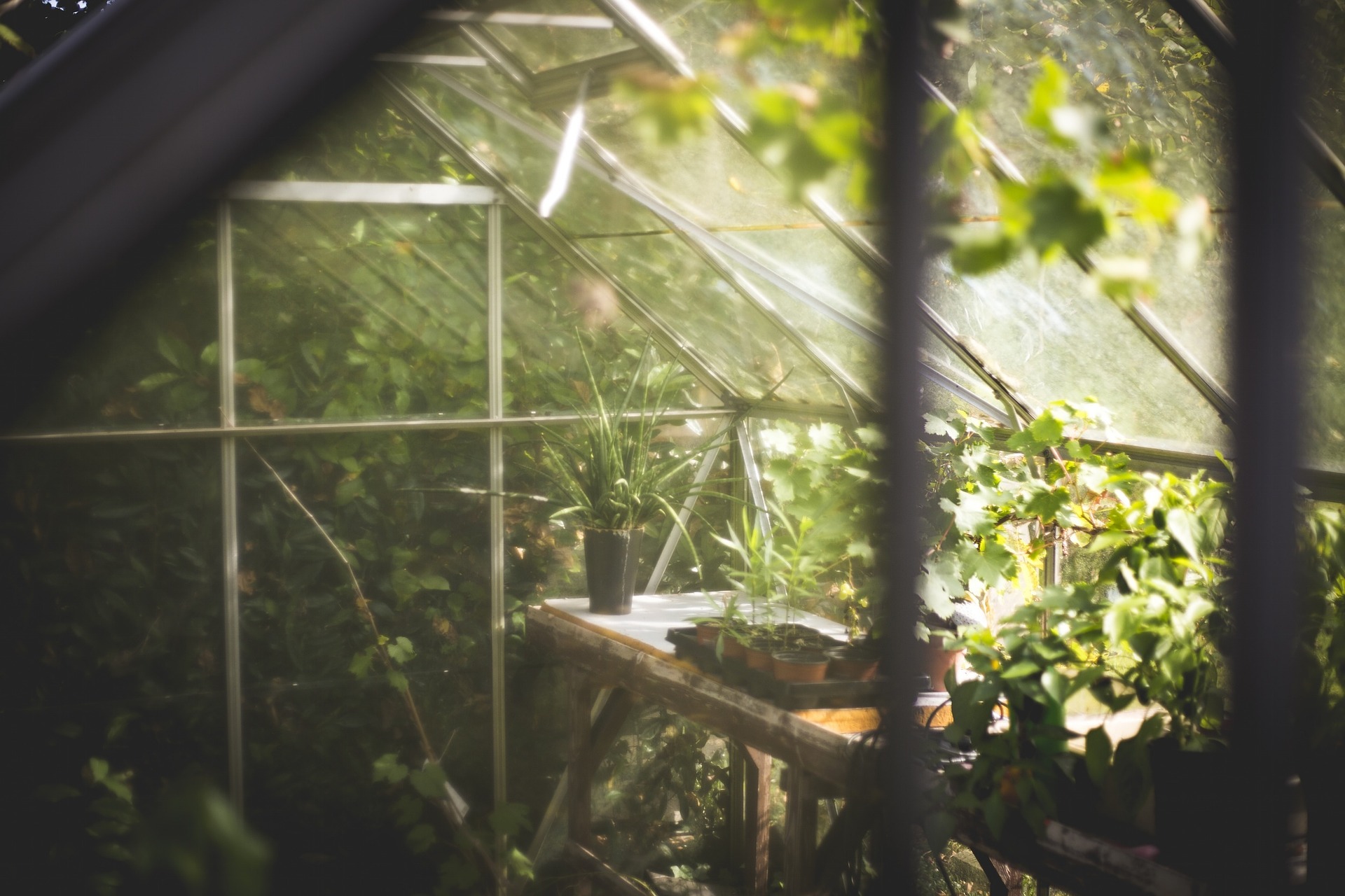 Greenhouse Gardening Tips